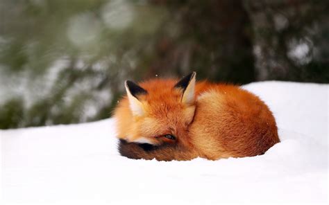 形容狐狸 睡覺做夢 睡眠品質